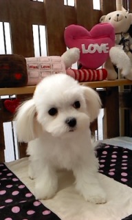 12���̓g���~���Oday