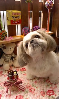 15�̓g���~���Oday