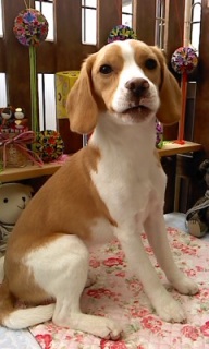 17���̓g���~���Oday