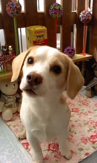 17���̓g���~���Oday