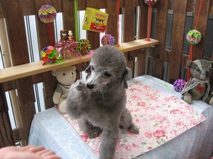 16���̓g���~���Oday