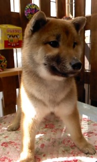 22���̓g���~���Oday��