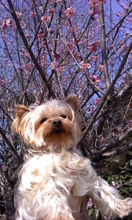 ���m�~�_�j�\�h�R�[�̂��ē���