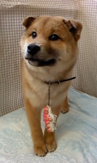 ���낷������