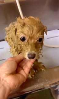 �܂�q�����