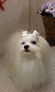 ���Ⴟ���