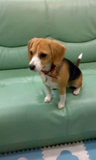 COCO�Ă����