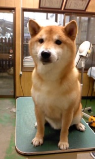 ���낤�����