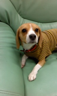 COCO�Ă�����