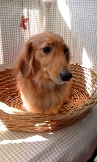 �J�C�����