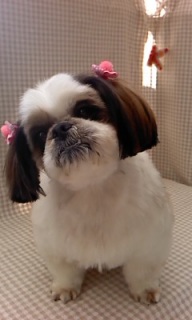 chibi������