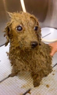 �ɂɂ�������