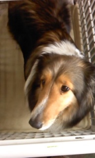 �p�e�B�����