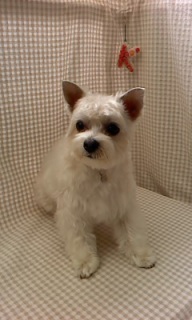 ���q����