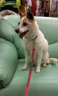 �C�u����񂨔��܂蒆��