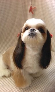 �V���R�������