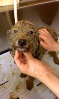 �݂邫�������~�΂̃p�b�N��