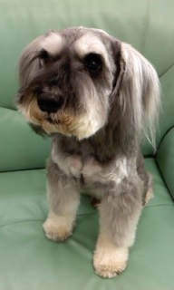 �}�C�P������