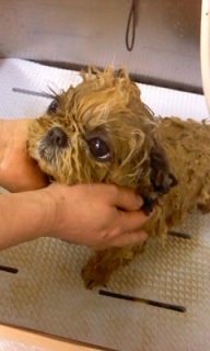 �}���������~�΂̃p�b�N����