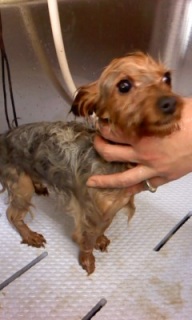 �`���R�����~�D�p�b�N