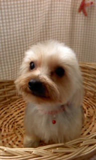 �N�b�L�[����