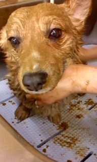 �N�b�L�[����~�΂̃p�b�N