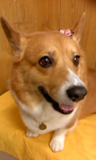 �N�b�L�[����