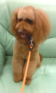 �v�b�`����