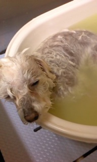 �j�b�N����~�A���}��