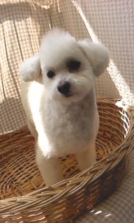 �j�b�N����