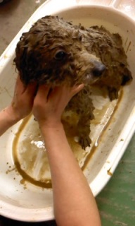 �݂邭�����~�΂̃p�b�N