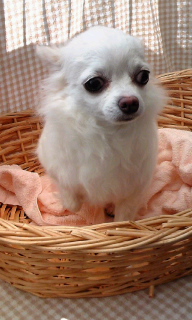 �e�B�A�������