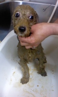 �߂��݂����~�΂̃p�b�N