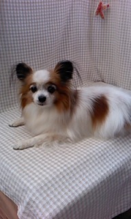 �����炿���