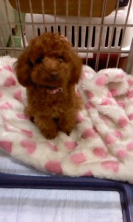 �����܂�~�V�F�������