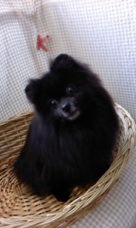 �L�L�����