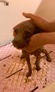 �V�F�������~�΂̃p�b�N