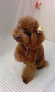 �V�F�������