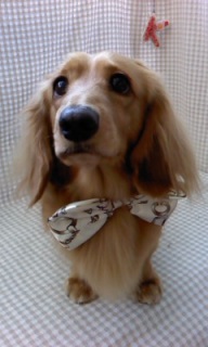 �o�j������