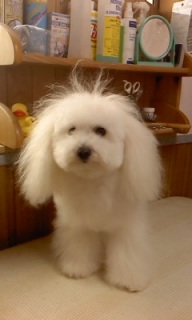 �g���b�V����