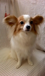 �`�F���[�����