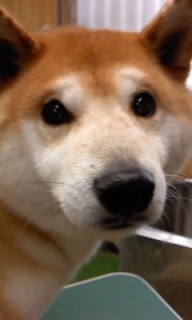 �đ�����