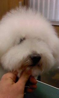 �����̎q�g���~���O��