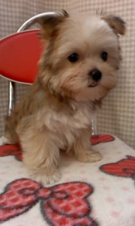 ��イ����