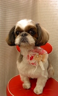 �`�F���[�����