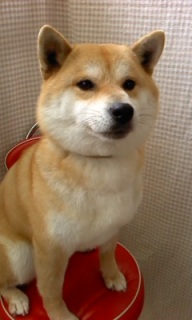 �䂫�����