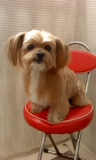 ���Y���[����