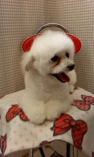 �Ă�������