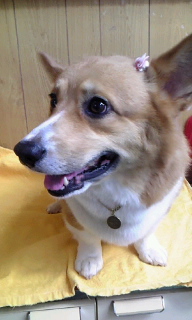 �N�b�L�[����