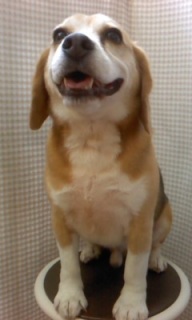 �Ƃ炶�낤����